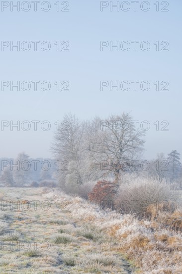 Winter detailed view of vegetation growing on a ditch, Winter, Wehden, Cuxhaven, Lower Saxony, Germany