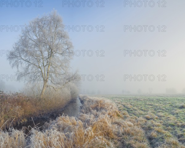 View along a ditch where trees and grasses grow on the shore and the morning dew is frozen, Winter, Wehden, Cuxhaven, Lower Saxony, Germany