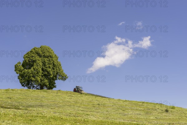 Hay harvest at the Friedenslinde (Tilia) on the Wittelsbacher Höhe, 881m, Illertal, Allgäu, Bavaria, Germany