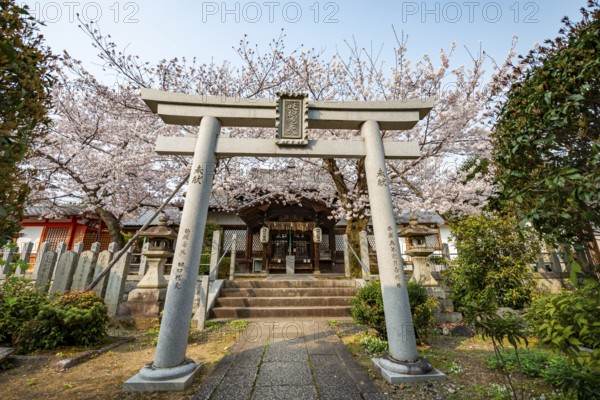 Torii and Hoden-ji temples, Japanese cherry blossom, Kyoto, Japan