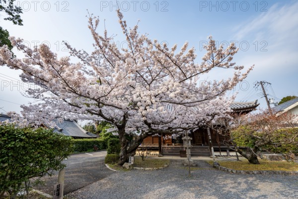 Blooming cherry tree in front of Horin-in Temple, Shinsho Gokurakuji or Shinnyo-do Temple, Japanese cherry blossom, Kyoto, Japan