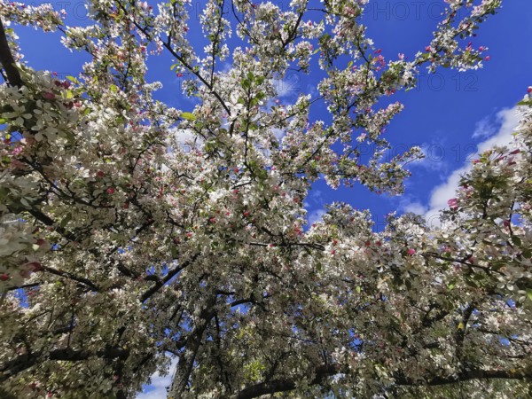 Lush treetops of an ornamental apple tree (malus) full of blossoms stretch into the sky, spring atmosphere against a clear blue sky, Berlin