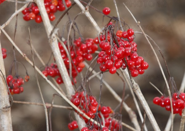 Fruits Guelder rose (Viburnum opulus), in winter, North Rhine-Westphalia, Germany