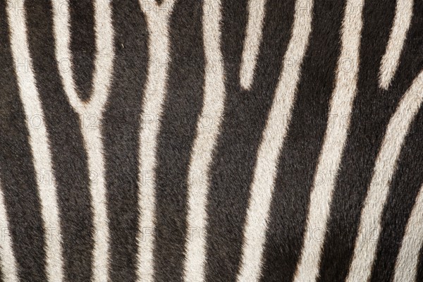 Fur pattern of a Chapman's zebra (Equus quagga chapmani). South East Africa