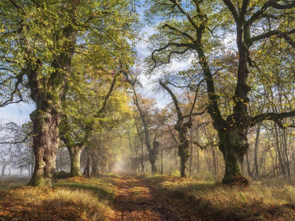 Old Linden avenue am Kyffhäuser in fog and sunshine in autumn, Kyffhäuserkreis, Thuringia, Germany