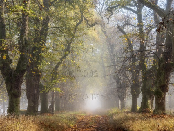 Old Linden avenue am Kyffhäuser with last colorful leaves in fog and sunshine in autumn, Kyffhäuserkreis, Thuringia, Germany