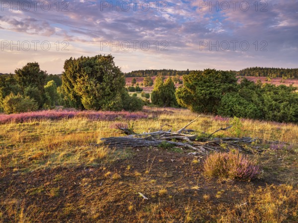 Typical heathland with blooming heather and juniper at Turmberg in the evening light, Lüneburger Heide, Oberhaverbeck, Lower Saxony, Germany
