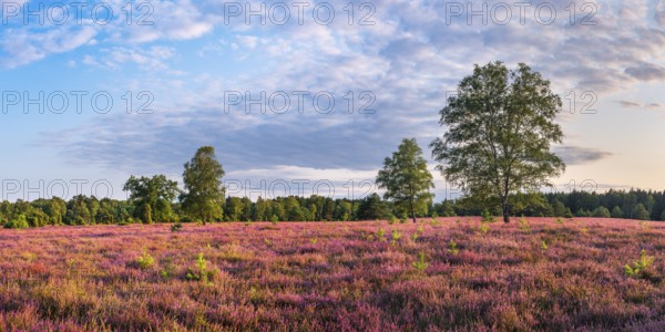 Typical heathland with blooming heather, birch and juniper in the Oberoher Heide, Lüneburger Heide, Lower Saxony, Germany