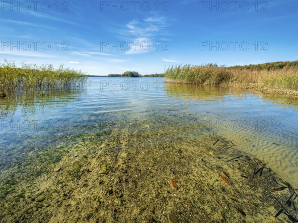 Clear lake with reed belt surrounded by forest, Prässnicksee, Schorfheide-Chorin Biosphere Reserve, Brandenburg, Germany