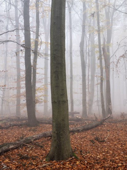 Beech forest with last colorful leaves and dead wood on the ground in autumn, thick fog, Burgenlandkreis, Saxony-Anhalt, Germany