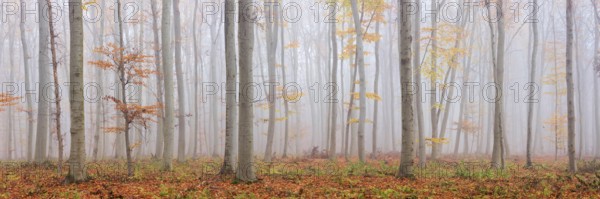 Panorama, beech forest with last colorful leaves, thick fog, Burgenlandkreis, Saxony-Anhalt, Germany
