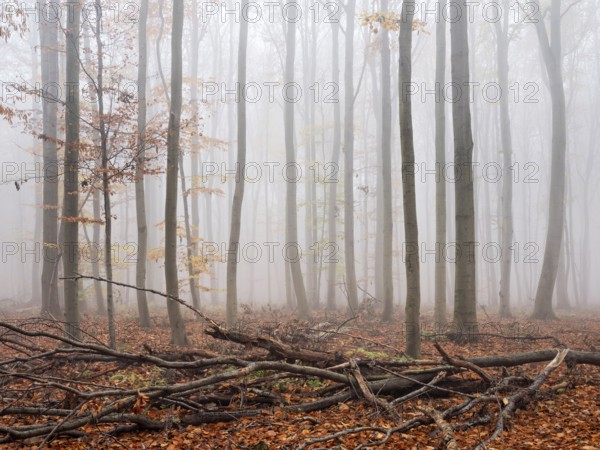 Beech forest with last colorful leaves and dead wood in autumn, thick fog, Burgenlandkreis, Saxony-Anhalt, Germany