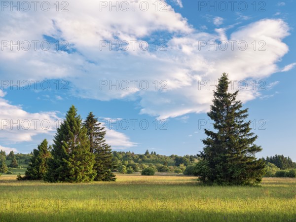 Typical landscape in the Rhön biosphere reserve, wildflower meadow with individual spruce trees, Bischofsheim in the Rhön, Lower Franconia, Rhön, Bavarian Rhön, Bavaria, Germany