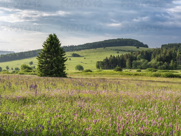 Typical landscape in the Rhön Biosphere Reserve, wildflower meadow with Meadow bistort, Bischofsheim in the Rhön, Lower Franconia, Rhön, Bavarian Rhön, Bavaria, Germany