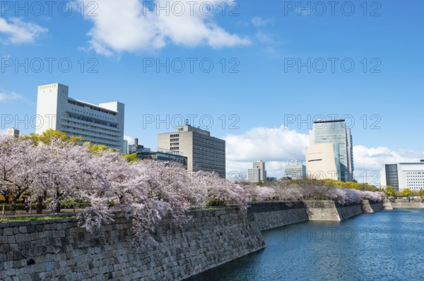 Skyscrapers and cherry blossoms on the moat with water at Osaka Castle, Chuo-ku, Osaka, Japan