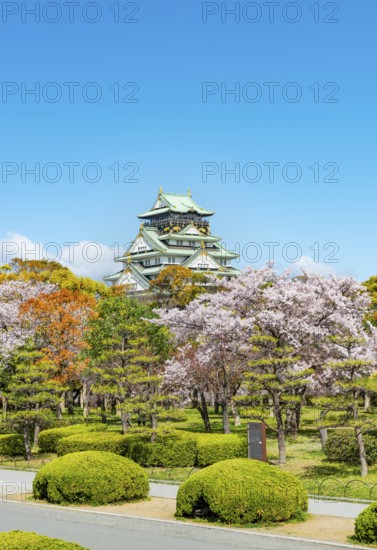 Osaka castle with blooming cherry trees in the park, Osaka Castle Park, Chuo-ku, Osaka, Japan