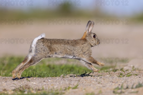 European rabbit, common rabbit (Oryctolagus cuniculus) running in the dunes at dawn in spring