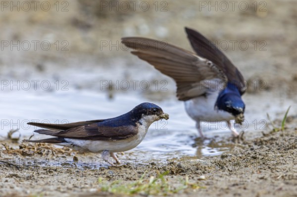 Two common house martins, northern house martin pair (Delichon urbicum) collecting mud in beak from puddle for building nest in spring