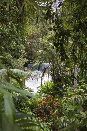 Waterfall in the rainforest or jungle, Santa Cruz Verapaz, Alta Verapaz Department, Guatemala