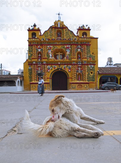 Street dog grooming on the street, San Andrés Xecul church in the highlands, Totonicapán Department, Guatemala