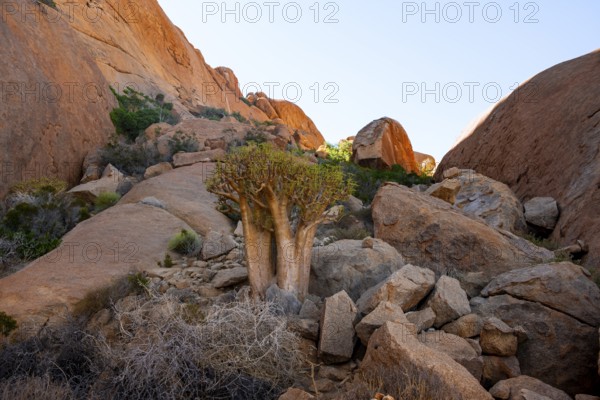 Bottle tree (Cyphostemma currorii) in the dry desert landscape with rocks, Spitzkoppe, Namibia