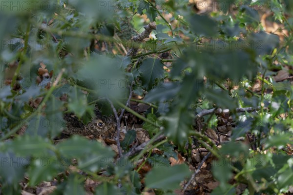 The young European hare (Lepus europaeus) cannot be seen with the naked eye, camouflage, protection, young hare, cute, Germany