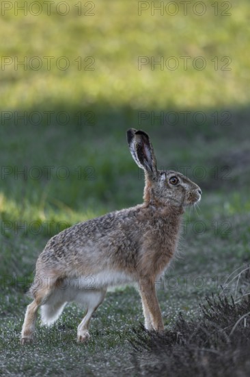 At the last moment, the hare (Lepus europaeus) has spotted the photographer, pauses for a moment and runs back in the direction from which it came, Denmark