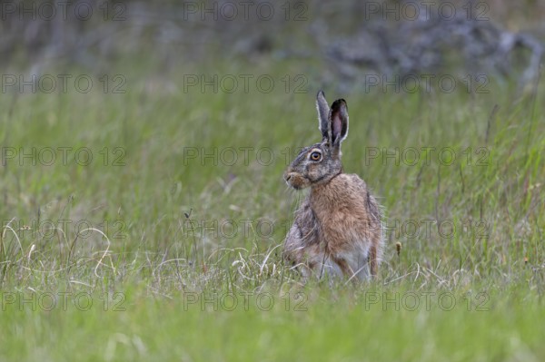 Despite its good camouflage, the brown hare (Lepus europaeus) persists and changes direction, Denmark