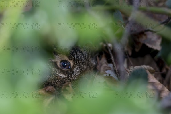 Portrait of a young hare (Lepus europaeus) resting in the shelter of a holly tree, camouflage, protection, young hare, sweet, cute, Germany