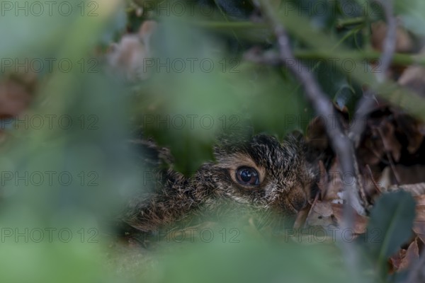 The young brown hare (Lepus europaeus) trusts its perfect camouflage, camouflage, protection, young hare, sweet, cute, Germany