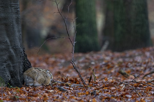 The brown hare (Lepus europaeus) is clearly recognisable in this photo, yet every forest walker will probably pass it a few metres away and not know of its presence, camouflage, protection, Germany