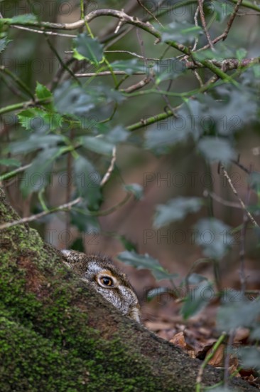 European hare (Lepus europaeus) in the mug at the root of a copper beech, camouflage, protection, Germany