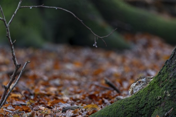 Only a part of the head of the European hare (Lepus europaeus) protrudes above the tree root, camouflage, protection, Germany