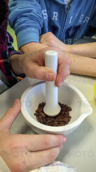 Westerberg, Osnabrück, Lower Saxony, Germany, Two hands crush cocoa beans in a white mortar with a pestle, campaign From cocoa to chocolate in the green classroom of the BOGOS Botanical Garden Osnabrück