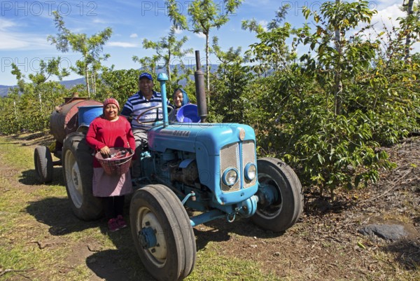Guatemalan coffee pickers on a coffee plantation in the highlands near Antigua, Sacatepéquez Department, Guatemala
