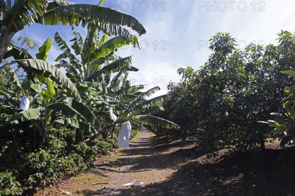 Banana trees on a coffee plantation in the highlands near Antigua, Sacatepéquez Department, Guatemala