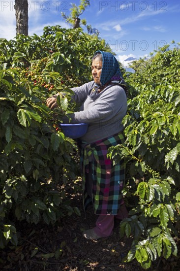 Guatemalan coffee picker on a coffee plantation in the highlands near Antigua, Sacatepéquez Department, Guatemala