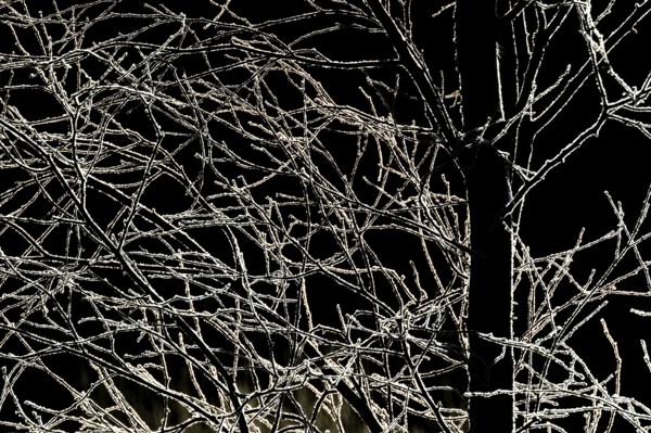 Branched branches covered with ice crystals against a dark background, Korpoström, Korpo or Korppo, southwestern archipelago, Finland