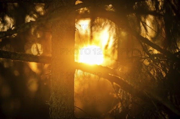 Rays of the rising winter sun penetrate the thick branches of a conifer tree, create a warm atmosphere, Korpoström, Korpo or Korppo, southwestern archipelago, Finland