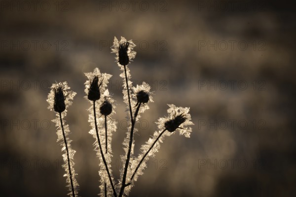 Buds of a plant coated with ice crystals against a dark background, Korpostrom, Korpo or Korppo, southwestern archipelago, Finland
