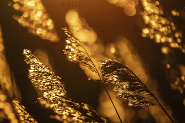 Grasses at sunset with warm golden yellow bokeh, corpostrom, corpo or corppo, southwestern archipelago, Finland