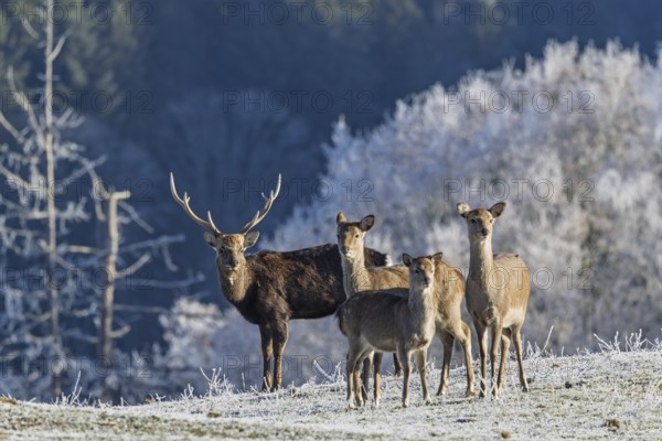 A herd of Japanese sika deer (Cervus nippon nippon) stands on a frost-covered meadow in hilly terrain. A frost-covered forest can be seen in the background. Southern Honshu, Shikoku, and Kyushu, Japan