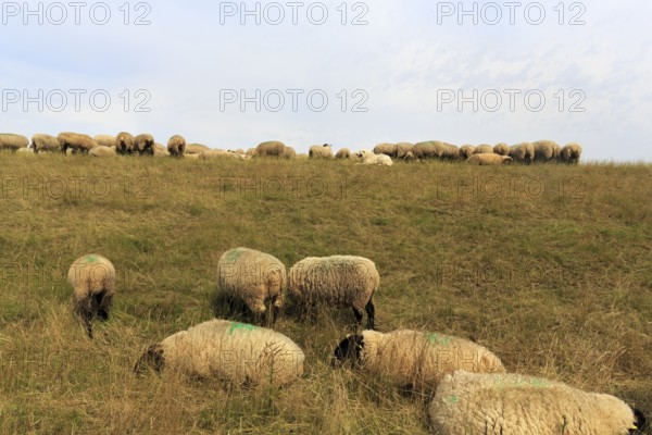 Sheep grazing on dike, flock of sheep, dike lambs, herding dogs, landscape management, coastal protection, Elbe dike, Bleckede, Lower Saxony, Germany
