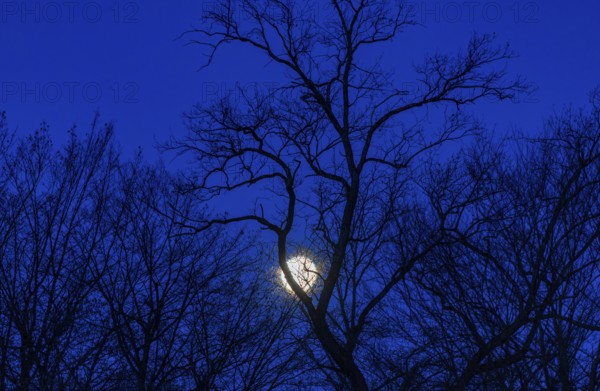Full moon between bare trees, Upper Austria