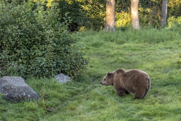European brown bear (Ursus arctos) standing on a meadow at the edge of a forest in the evening light, Poing Wildlife Park, Upper Bavaria, Bavaria, Germany
