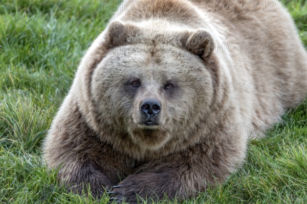 European brown bear (Ursus arctos) resting relaxed in a meadow, looking into the camera, Poing Wildlife Park, Upper Bavaria, Bavaria, Germany