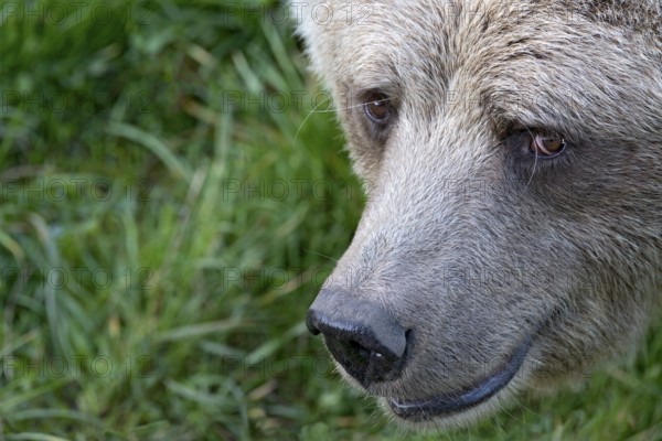 European brown bear (Ursus arctos), close-up of face, animal portrait, Poing Wildlife Park, Upper Bavaria, Bavaria, Germany