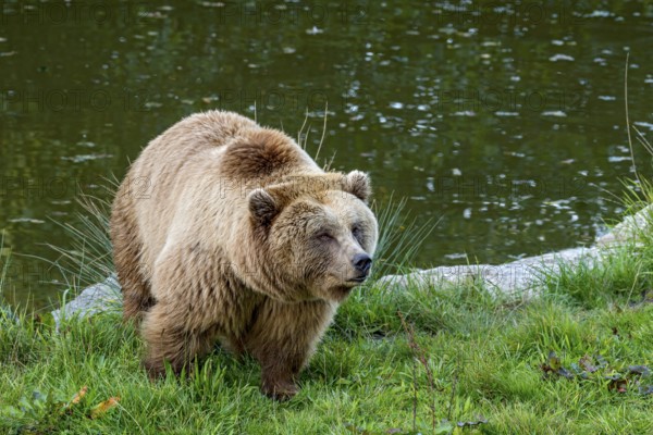 European brown bear (Ursus arctos) running on a meadow on the shore of a pond, Poing Wildlife Park, Upper Bavaria, Bavaria, Germany