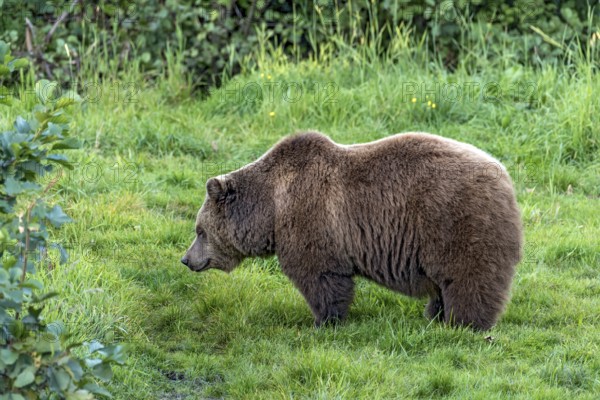 European brown bear (Ursus arctos) standing on a meadow at the edge of the forest, Poing Wildlife Park, Upper Bavaria, Bavaria, Germany