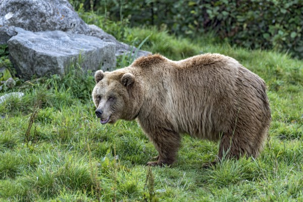 European brown bear (Ursus arctos) standing on a meadow with rocks at the edge of the forest, Poing Wildlife Park, Upper Bavaria, Bavaria, Germany